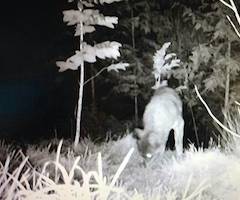 Un batida foral busca a los lobos de Karrantza